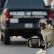 Illustration for article titled Are Dogs Good Drivers? A Tiny Jezebel Investigation